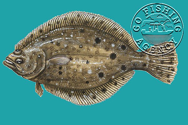 Flounder (Paralichthys genus)