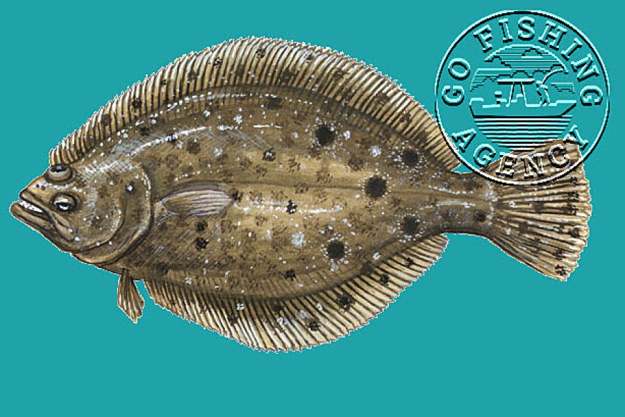 Flounder (Paralichthys…