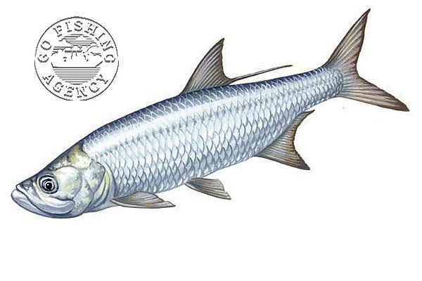 Tarpon