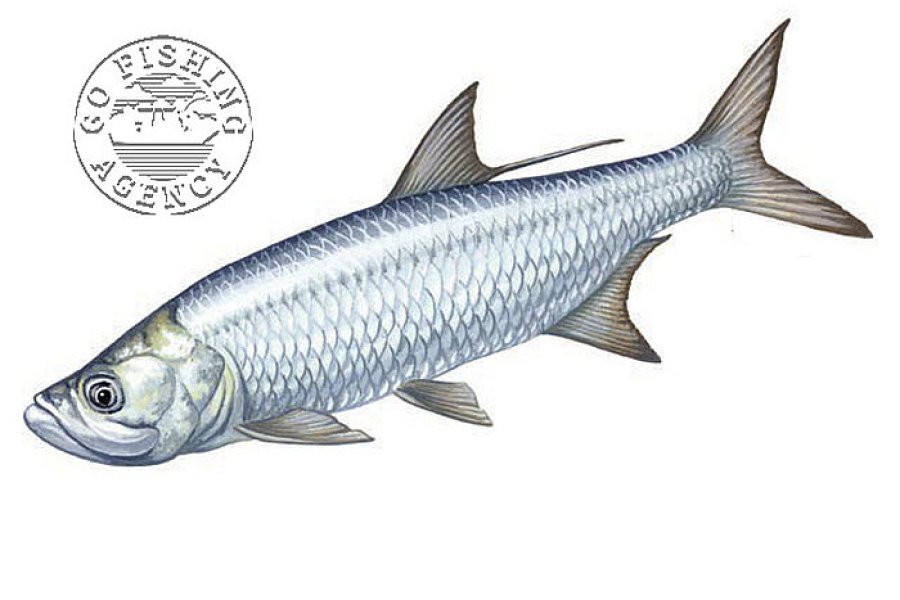 Tarpon