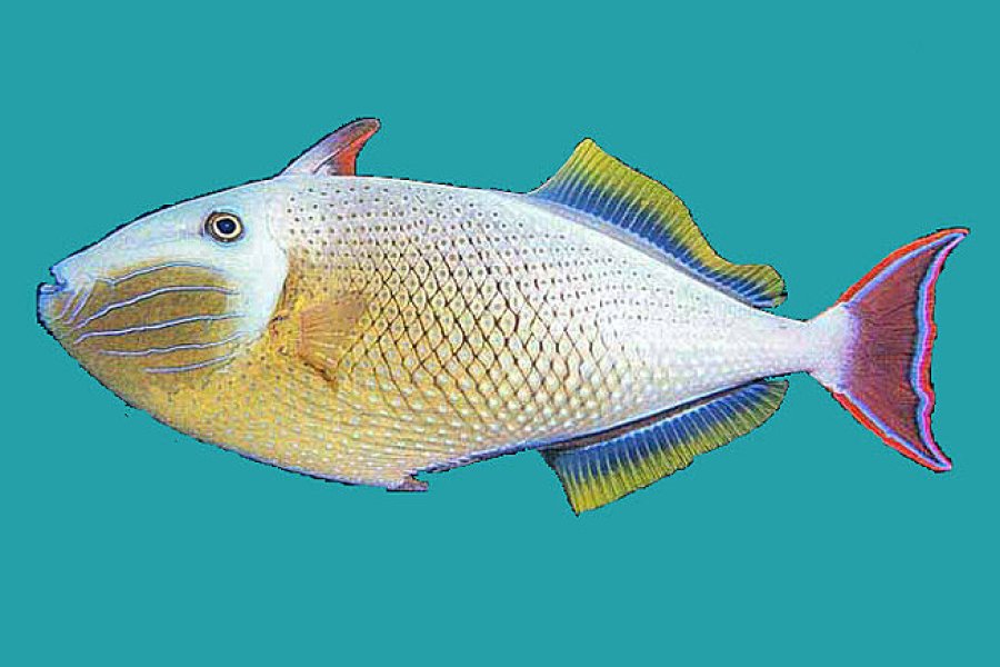 Triggerfish (Balistidae…