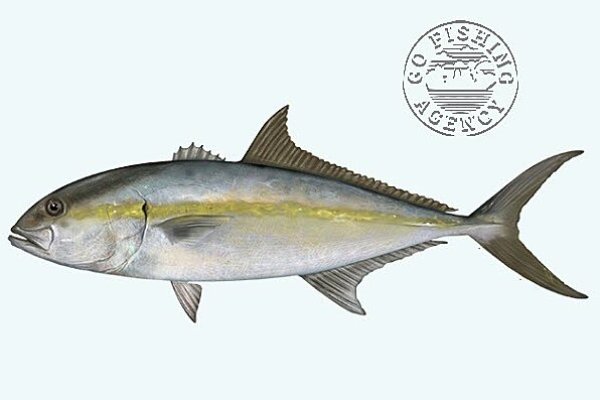 Amberjack