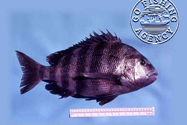 Sheepshead (Archosargus probatocephalus)