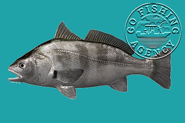 Black Drum (Pogonias cromis)