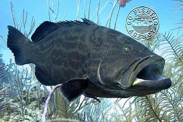 Black Grouper