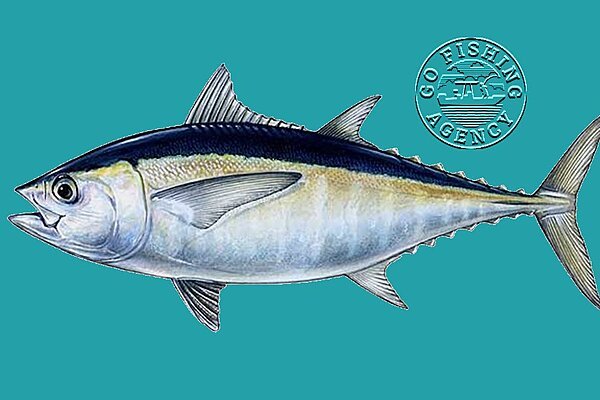 Blackfin Tuna