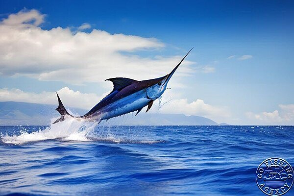 Blue Marlin