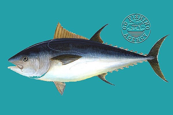 Bluefin Tuna