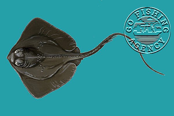 Stingray (Dasyatidae family)