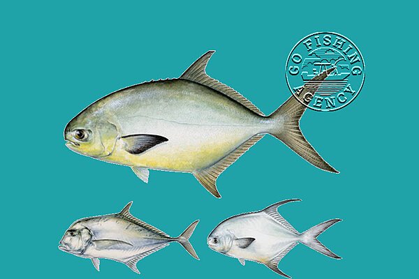 African Pompano