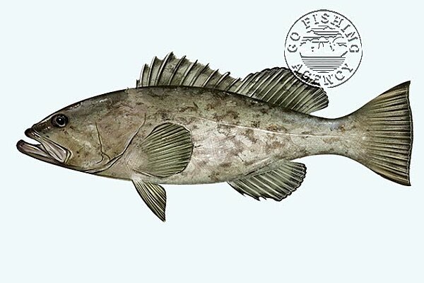 Gag Grouper