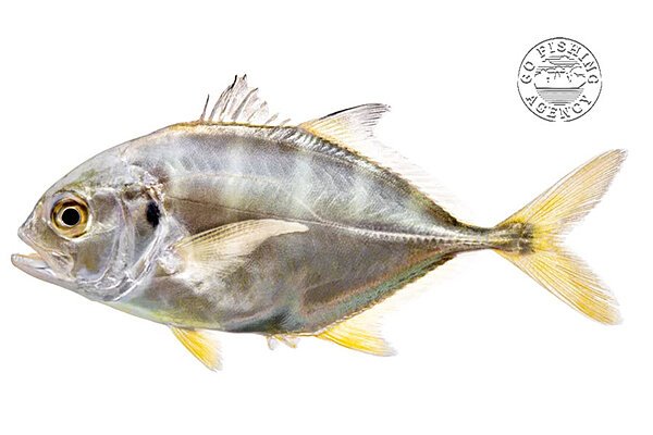 Jack Crevalle (Caranx hippos)