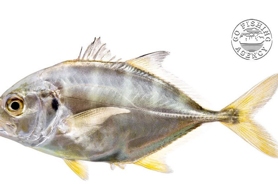 Jack Crevalle (Caranx…