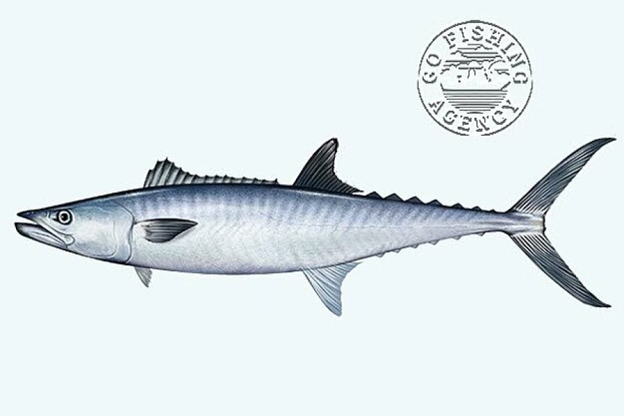 King Mackerel