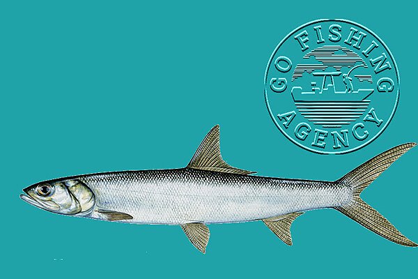 Ladyfish (Elops saurus)