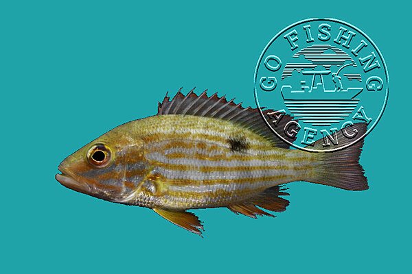 Lane Snapper (Lutjanus Synagris)