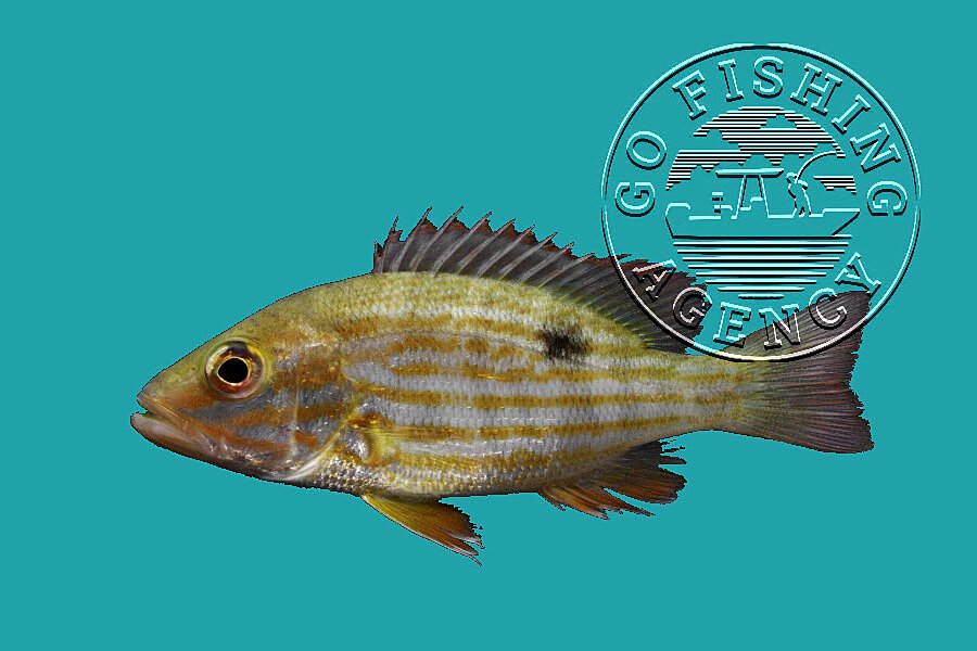 Lane Snapper (Lutjanus…
