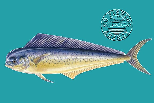 Mahi-Mahi