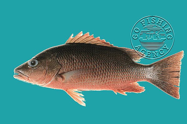 Mangrove Snapper (Lutjanus Griseus)