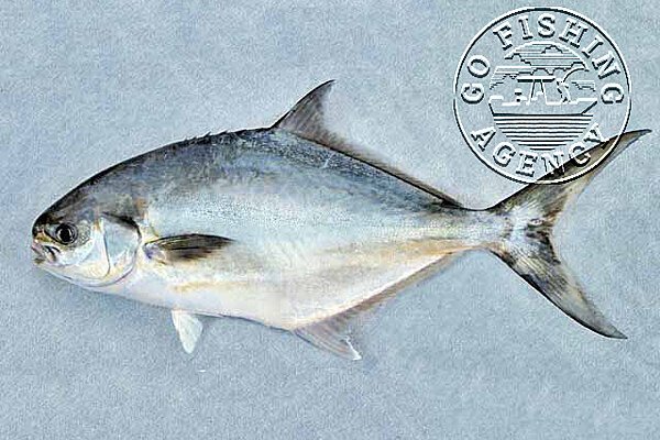 Pompano (Trachinotus genus)