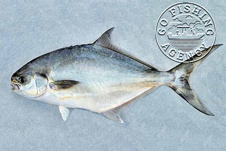 Pompano (Trachinotus…