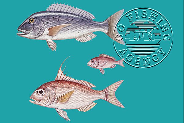 Porgy