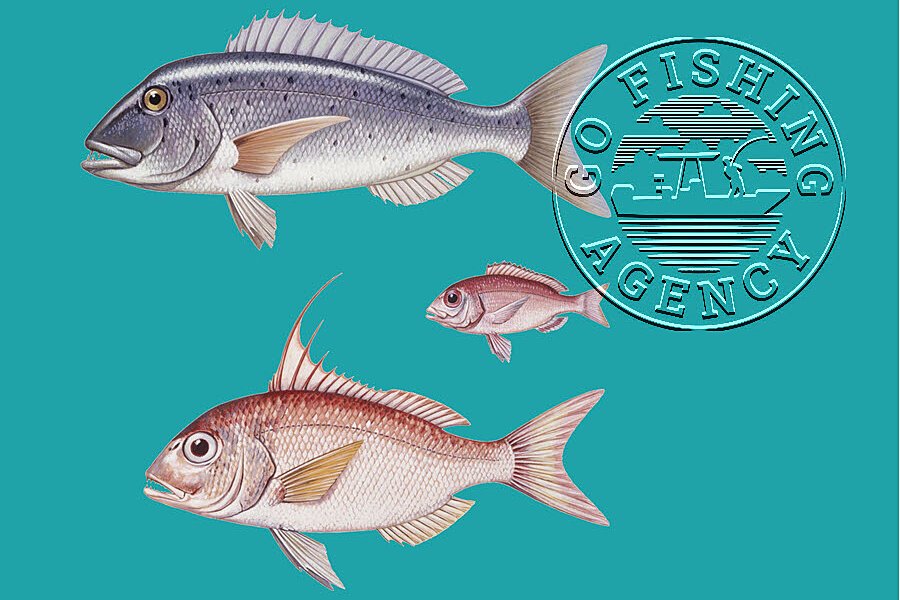 Porgy