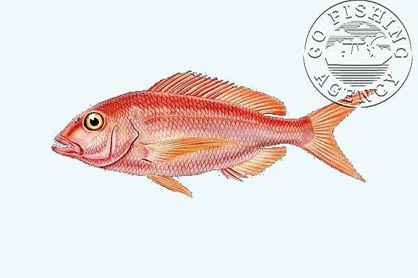 Red Snapper