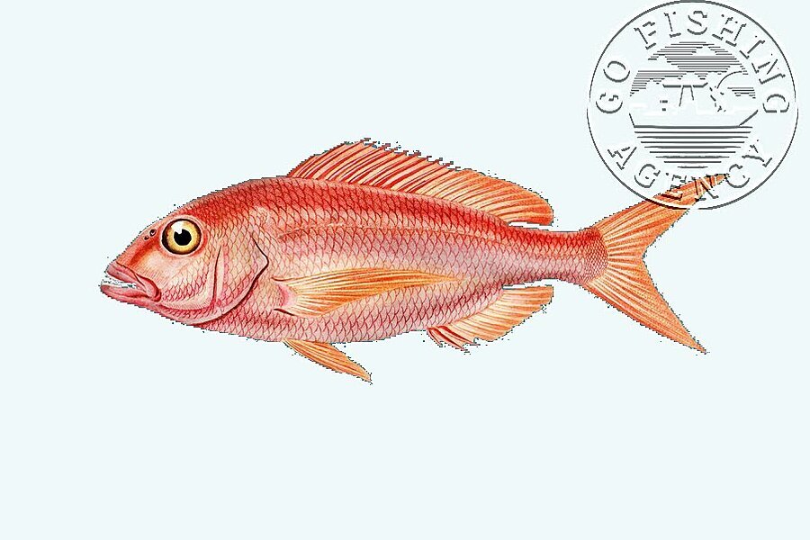 Red Snapper