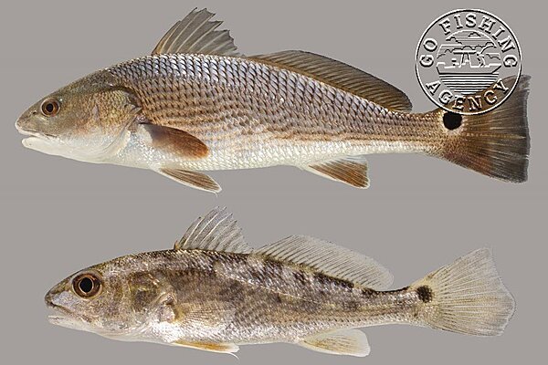 Redfish (Red Drum, Sciaenops ocellatus)