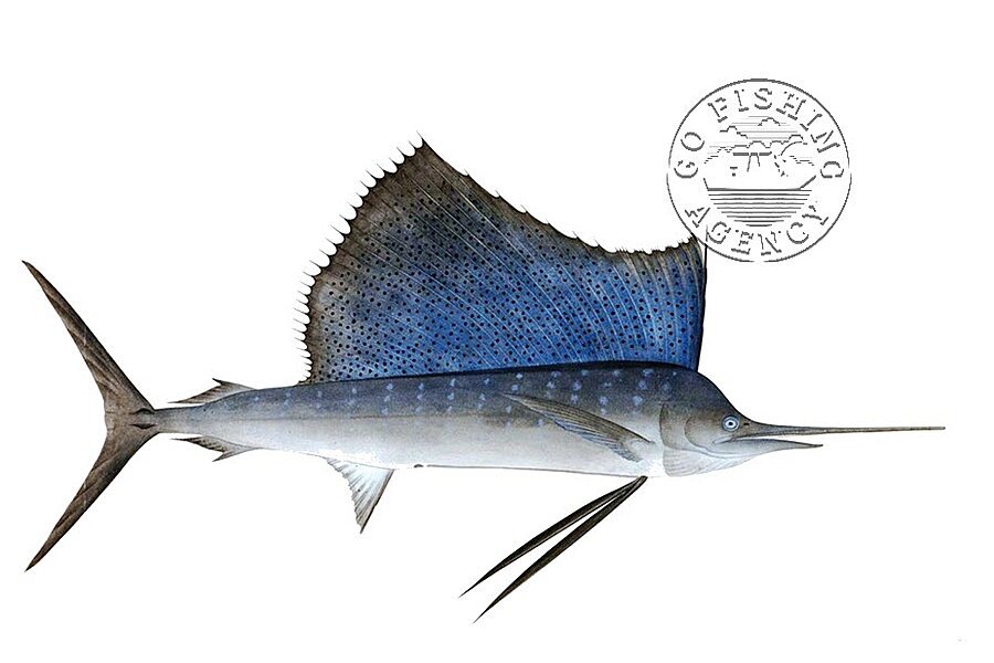 Sailfish