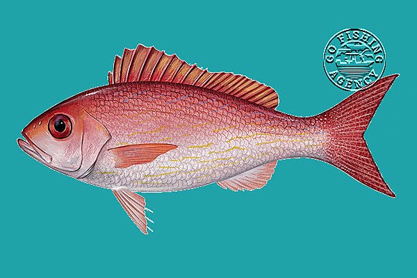 Vermilion Snapper (Rhomboplites aurorubens)