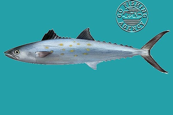 Spanish Mackerel