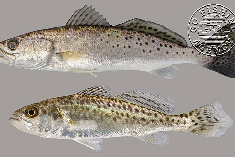 Spotted Seatrout (Cynoscion…