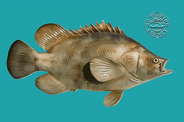 Tripletail (Lobotes surinamensis)