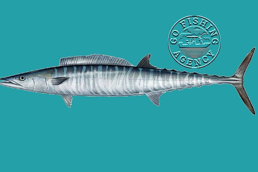 Wahoo