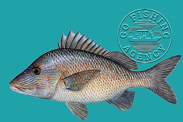 Grunt (Haemulidae family)