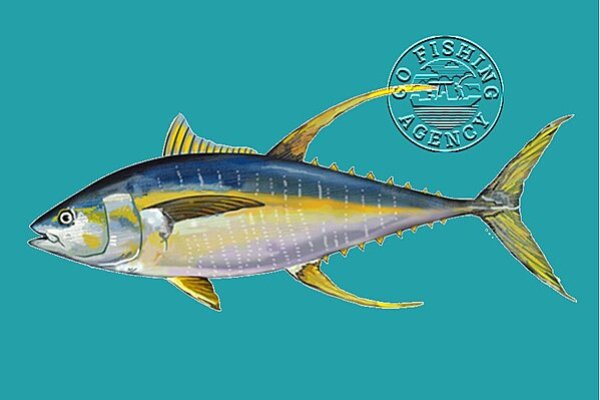 Yellowfin Tuna