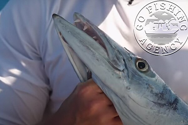 Barracuda
