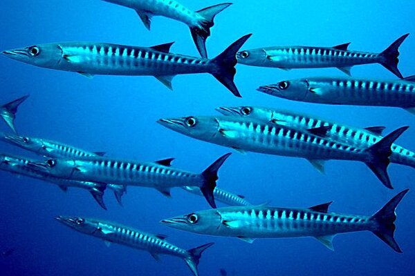 Fish