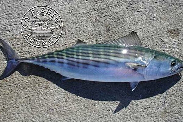 Bonito