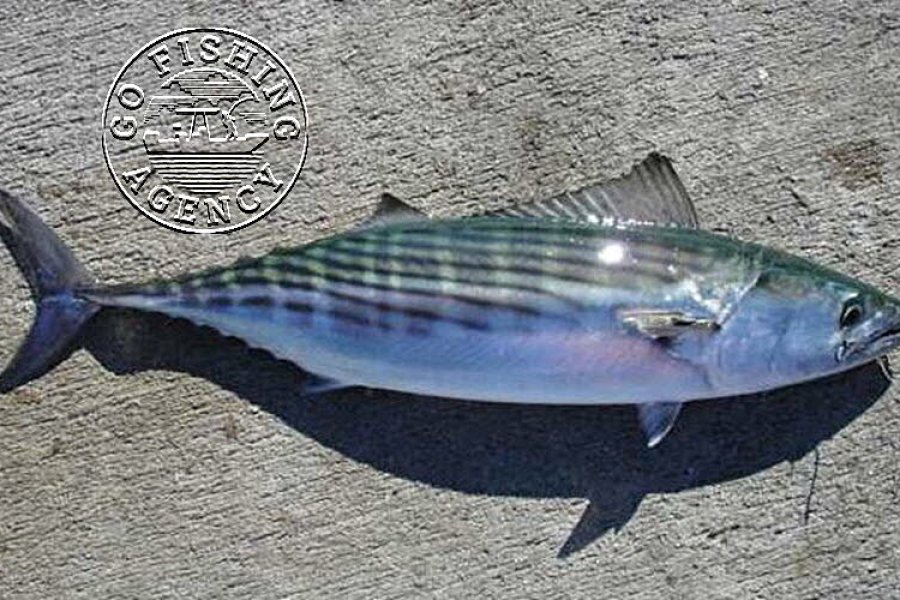 Bonito