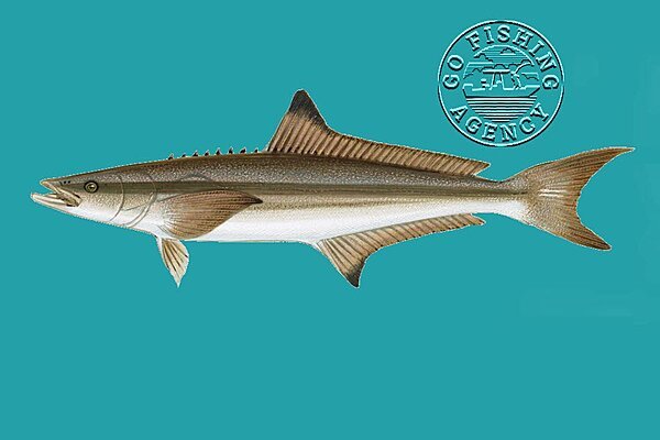 Cobia