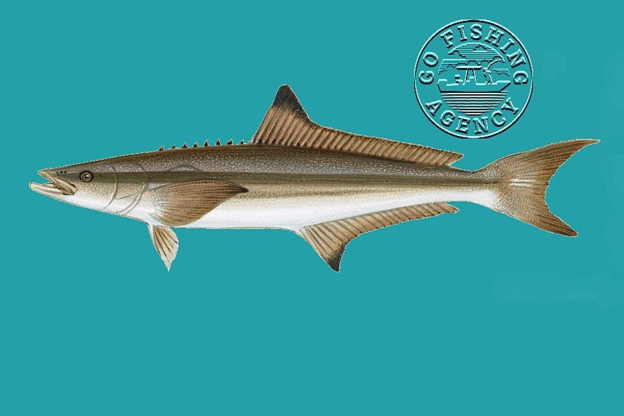 Cobia