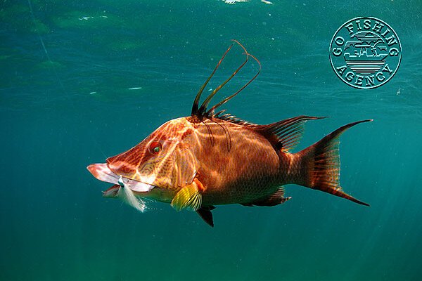 Hogfish (Lachnolaimus maximus)