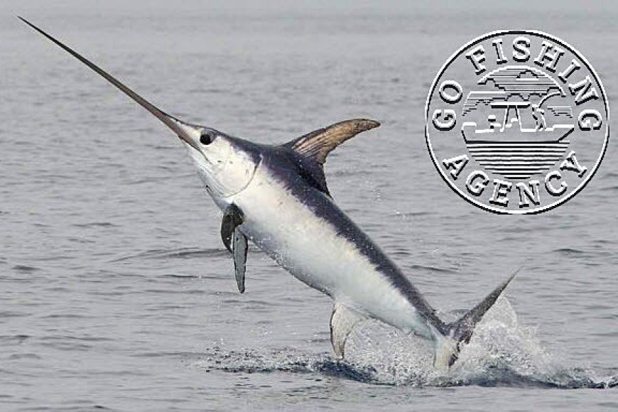 Swordfish