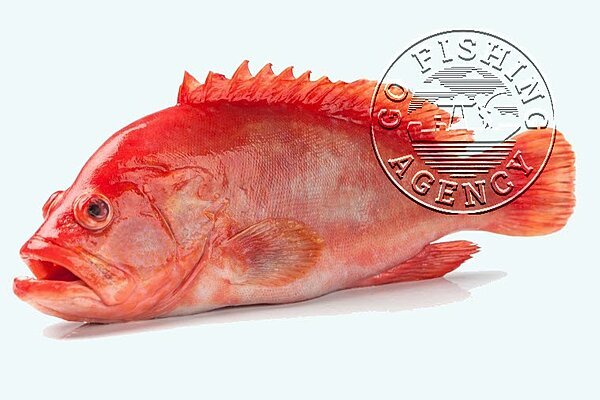 Red Grouper