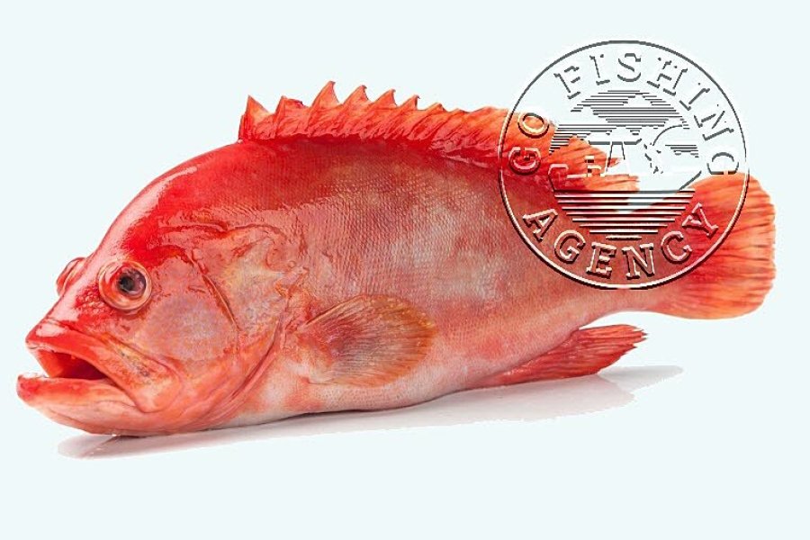 Red Grouper