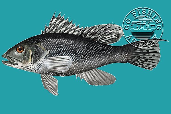 Black Sea Bass