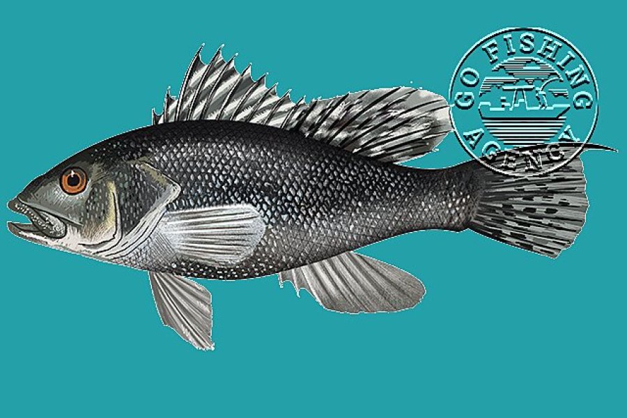Black Sea Bass